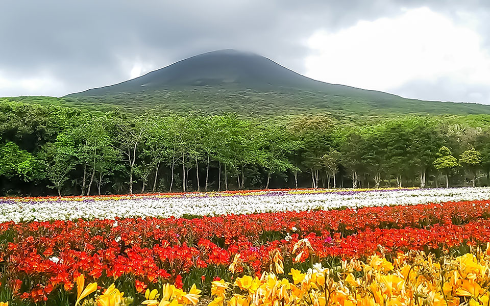 島でみつけた自然部門優秀賞　りんぞうさんの作品「彩りの春～八丈富士とフリージアの花園～」