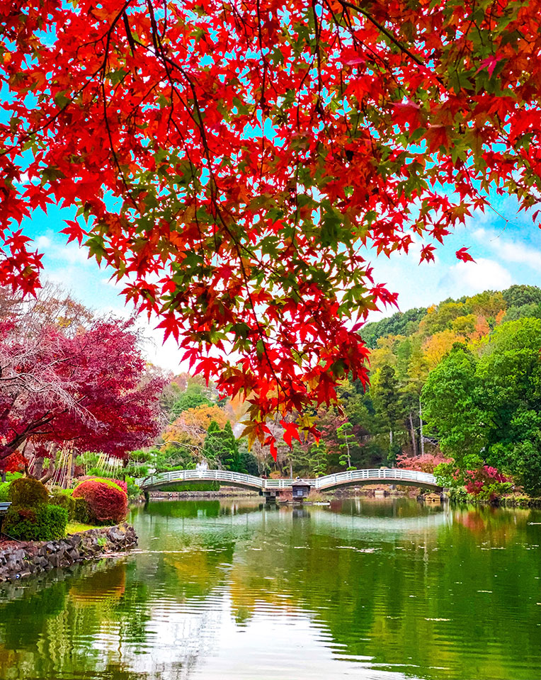 多摩でみつけた自然部門優秀賞　otonano_yakei_ehonさんの作品「薬師池公園タイコ橋と秋の彩り」