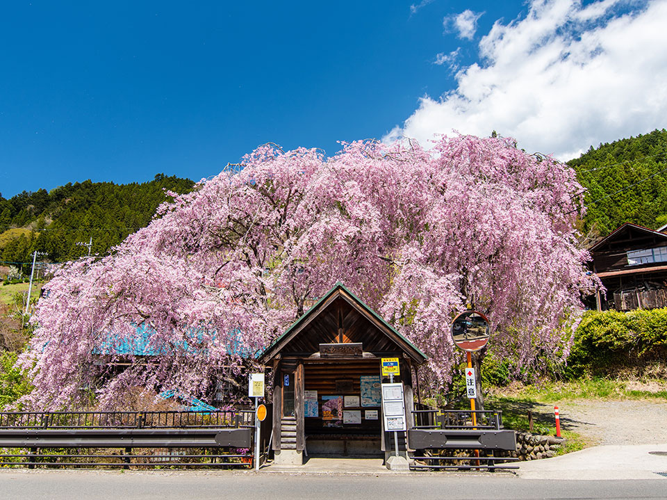 多摩でみつけた自然部門優秀賞　広瀬泰雅さんの作品「人里に来たる春」