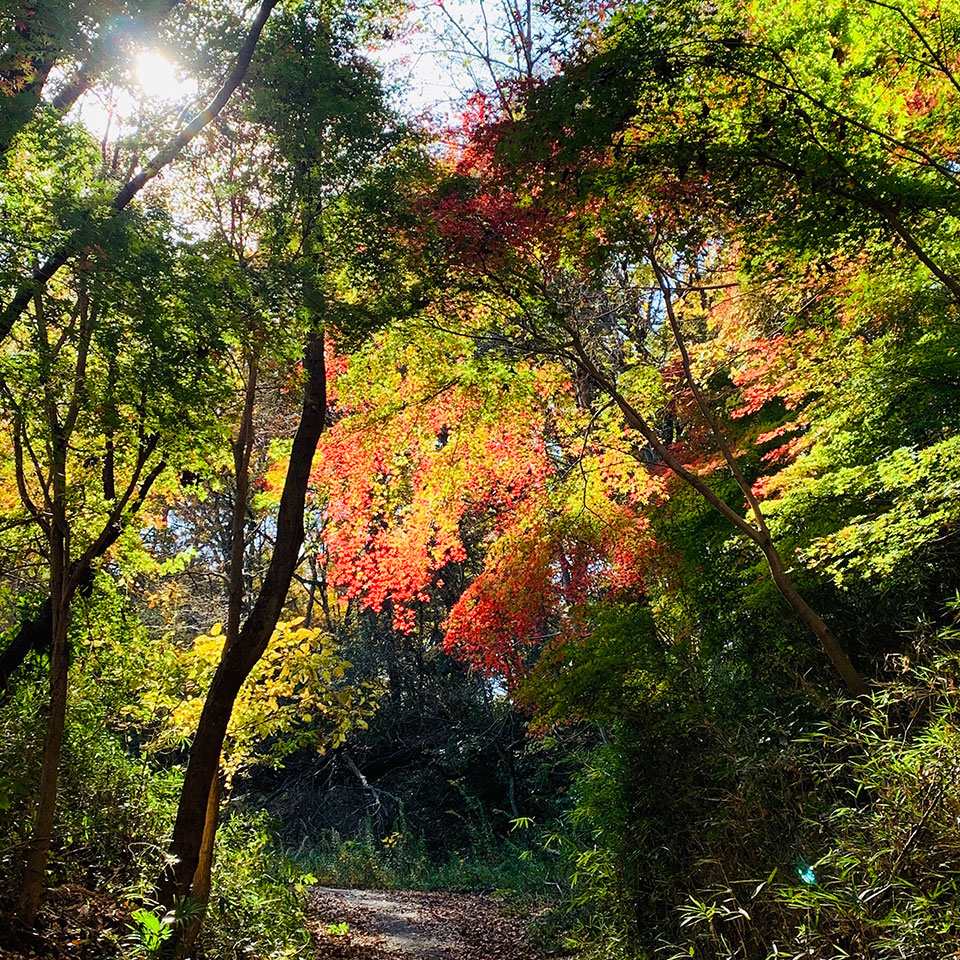 多摩でみつけた自然部門優秀賞　Yamamura Shigeruさんの作品「武蔵野の秋」